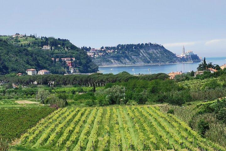 Slovenian coast Koper, Izola, Piran - Parenzana electric biking tour from Koper
