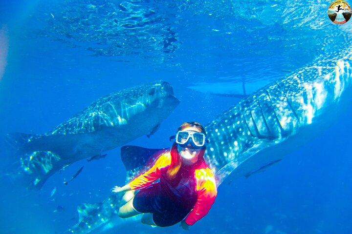 Oslob Whale Shark Swimming and Kawasan Falls Swimming Tour