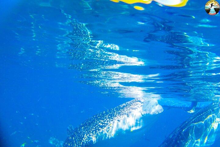Oslob Whale Shark Swimming and Kawasan Falls Swimming Tour