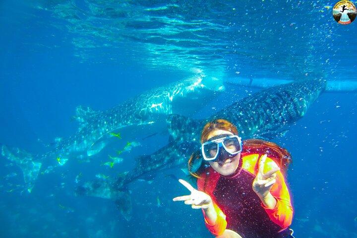 Oslob Whale Shark Swimming and Kawasan Falls Swimming Tour