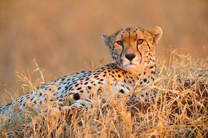 7-Day Group to Maasai Mara, Lake Naivasha, Amboseli from Nairobi