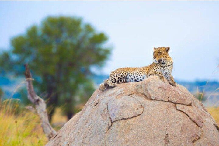 7-Day Group to Maasai Mara, Lake Naivasha, Amboseli from Nairobi