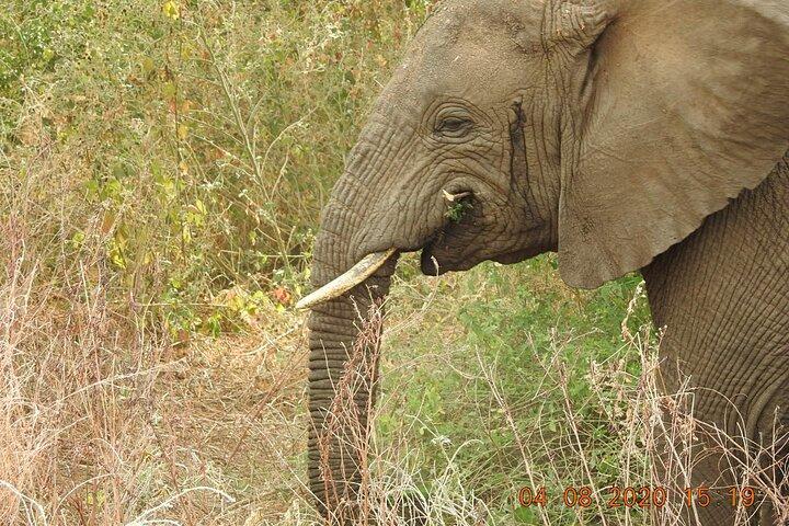 6 Day Migration Safari (Ngorogoro Crater Ndutu Central Serengeti