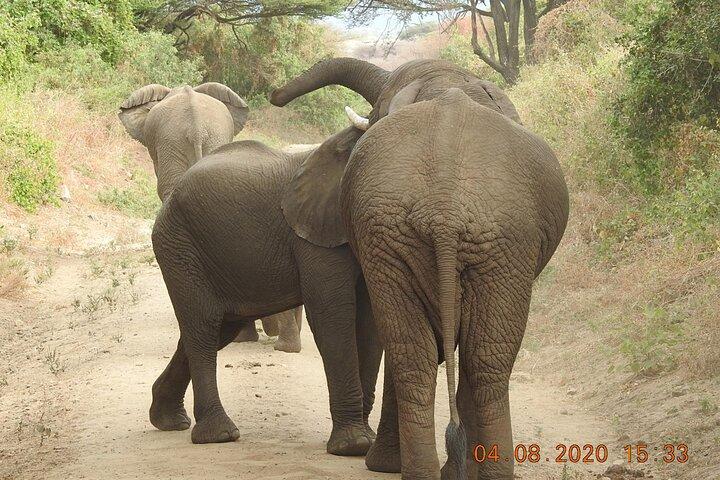 6 Day Migration Safari (Ngorogoro Crater Ndutu Central Serengeti
