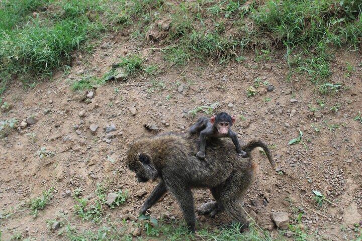 4-Day Safari Tour to Serengeti and Ngorongoro from Arusha