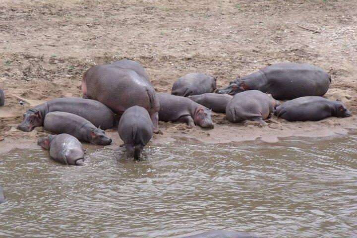 7-Day Group to Maasai Mara, Lake Naivasha, Amboseli from Nairobi
