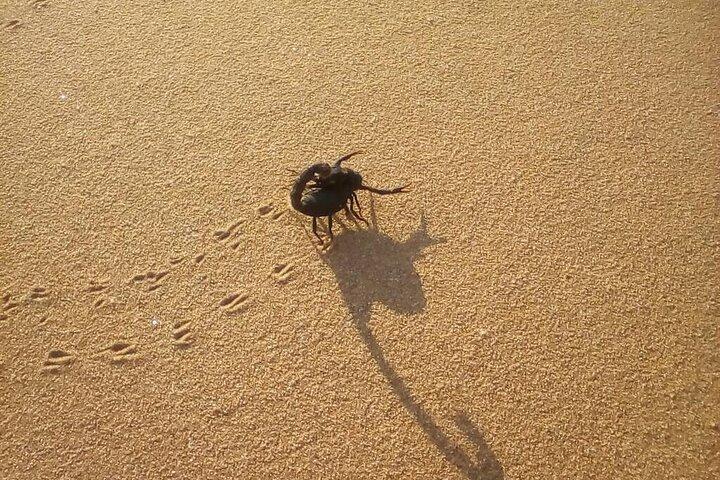 Living Dunes Experience from Swakopmund