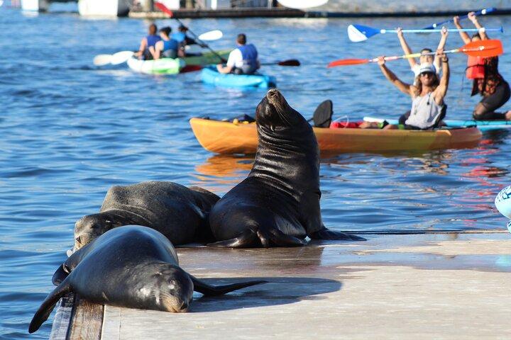2-Hour Kayak or Paddleboard with Sea Lions in Marina del Rey