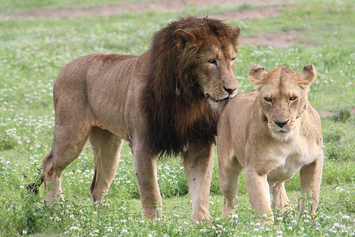 3 Days 2 Nights Group Joining Serengeti and Ngorogoro Safari