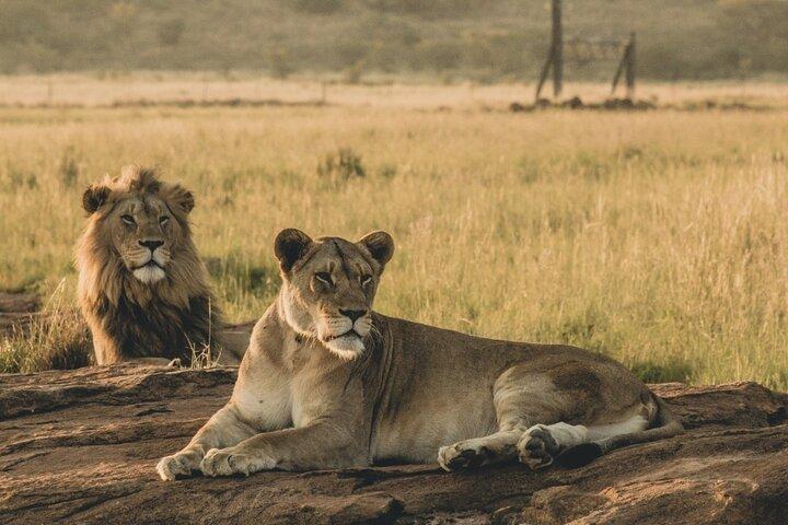 4 Days, 3 Nights Group budget Safari, Lake Manyara, Serengeti, Ngorongoro