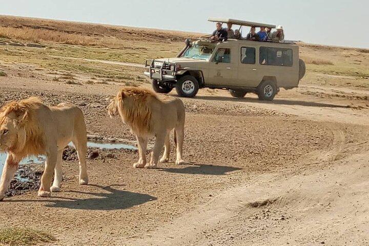 4 Days, 3 Nights Group budget Safari, Lake Manyara, Serengeti, Ngorongoro