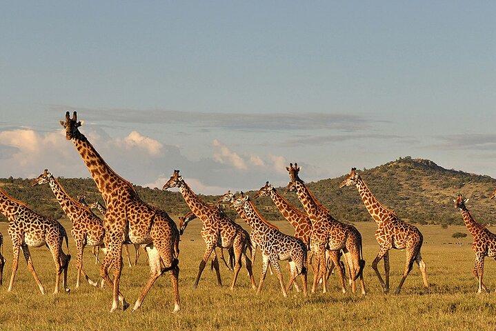 7 Day: Wildlife Adventure Plus Materuni Waterfalls