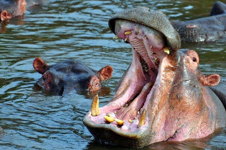 7 Day: Wildlife Adventure Plus Materuni Waterfalls