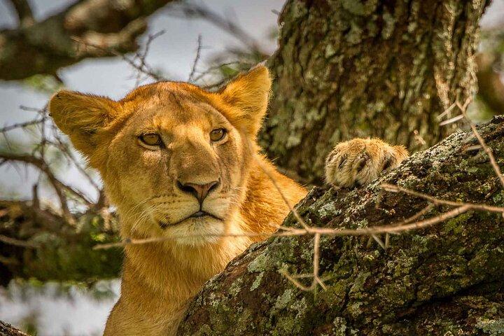 7 Day: Wildlife Adventure Plus Materuni Waterfalls