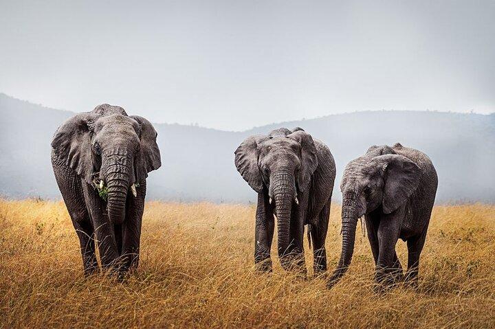 7 Day: Wildlife Adventure Plus Materuni Waterfalls