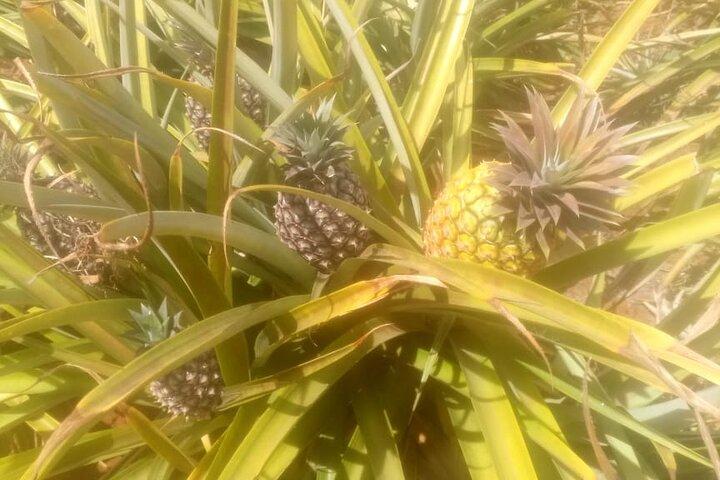1 Day Trip to Coffee and Pineapple Farms Around Nairobi.
