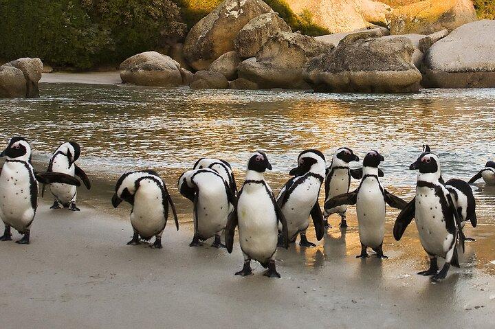 Cape of Good Hope, Penguins & Bo-Kaap Group Tour from Cape Town