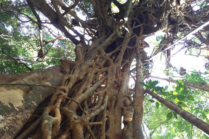 Small-Group Trekking Experience in Daintree National Park