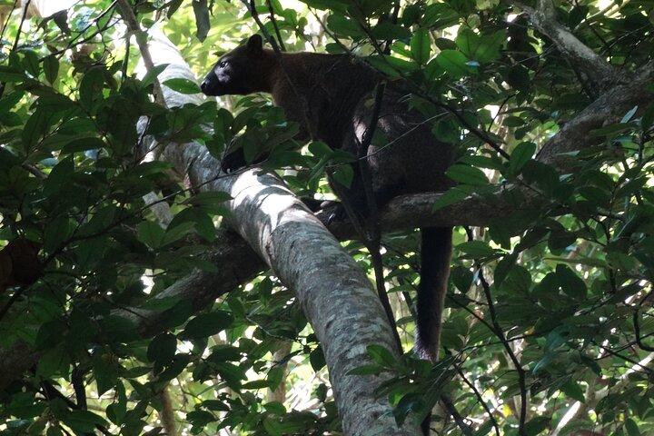 Small-Group Trekking Experience in Daintree National Park