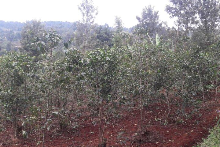 3 Days Safari to Kiambethu Coffee Farm and Kericho Tea Plantations.