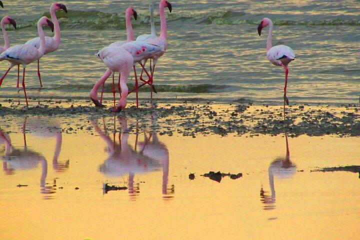 7 Days Safari Maasai Mara NR, Lake Nakuru NP Samburu NR -Luxury