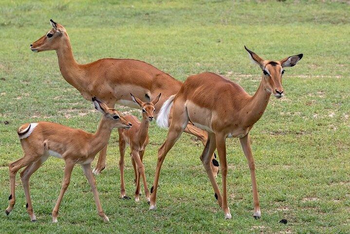 4 Day: Taste of Wildlife