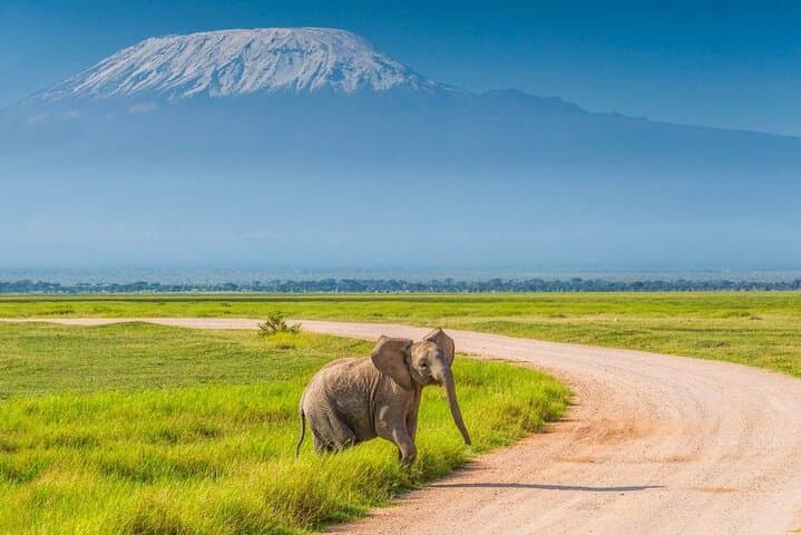 Nairobi: Amboseli National Park Day Trip Sunrise Safari