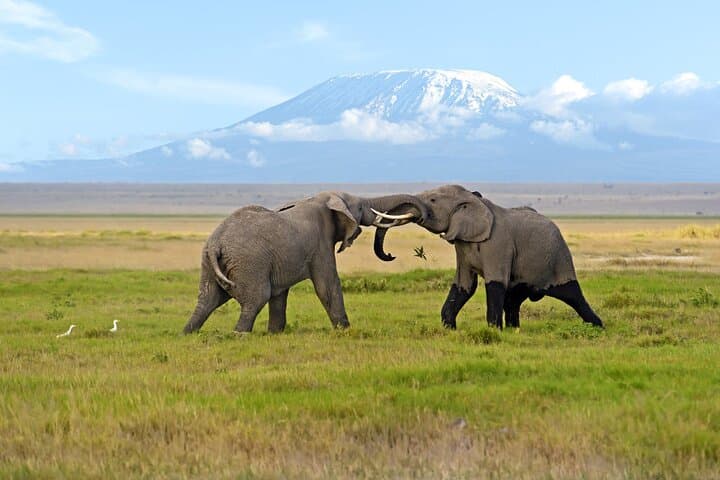 Nairobi: Amboseli National Park Day Trip Sunrise Safari