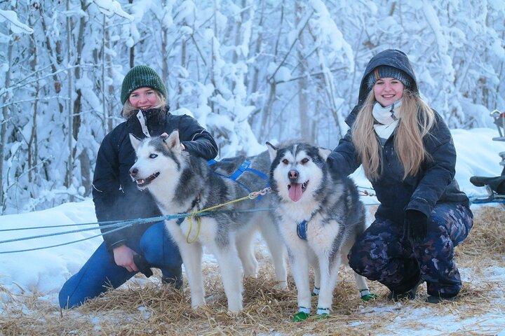 Free Pickup/Drop off: Dog Sledding with Free Photo in Fairbanks