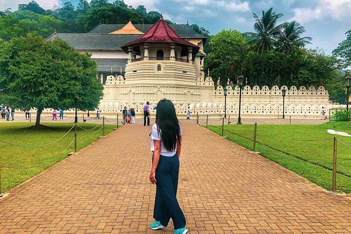 Kandy Sightseeing Day Tour from Negombo / Colombo / Bentota (All Inclusive)