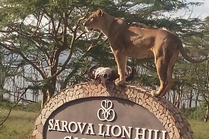 6 Days Safari to Lake Nakuru NP, Maasai Mara NR - Luxury.