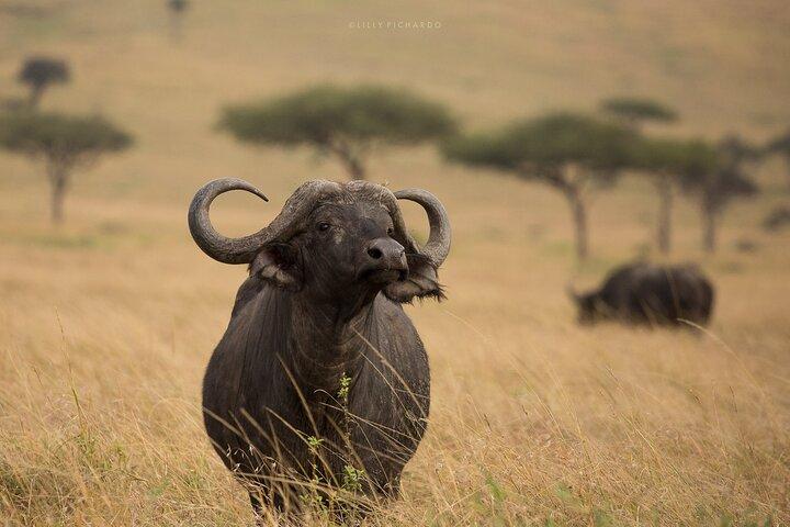 6 Days Safari to Maasai Mara N/R, Lake Nakuru N/P, Hells Gate N/P Lake Naivasha.