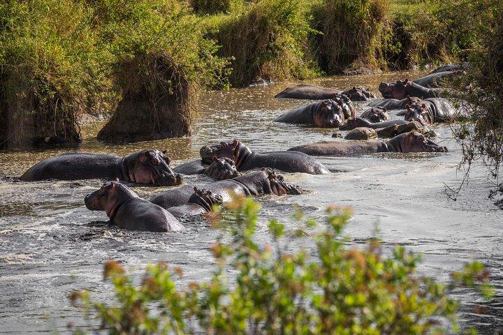 8 Day: Katavi N.P and Mahale Mountains National Park