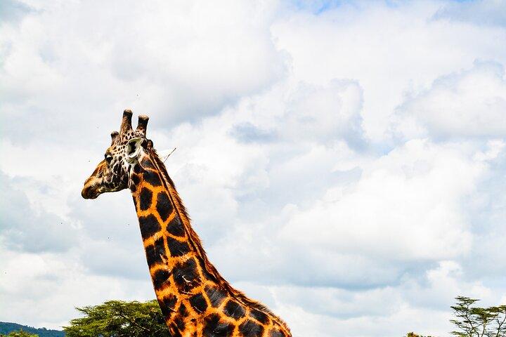 3-Day All inclusive Authentic Masai Mara Safari from Nairobi