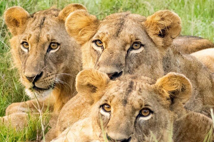 3-Day All inclusive Authentic Masai Mara Safari from Nairobi