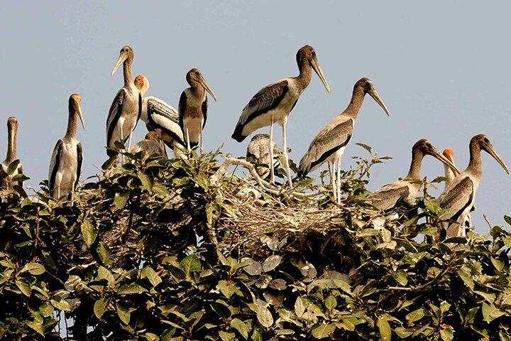 Prek Toal Bird Sanctuary Day Trip from Siem Reap