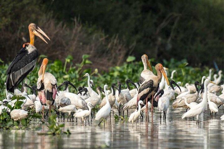 Prek Toal Bird Sanctuary Day Trip from Siem Reap