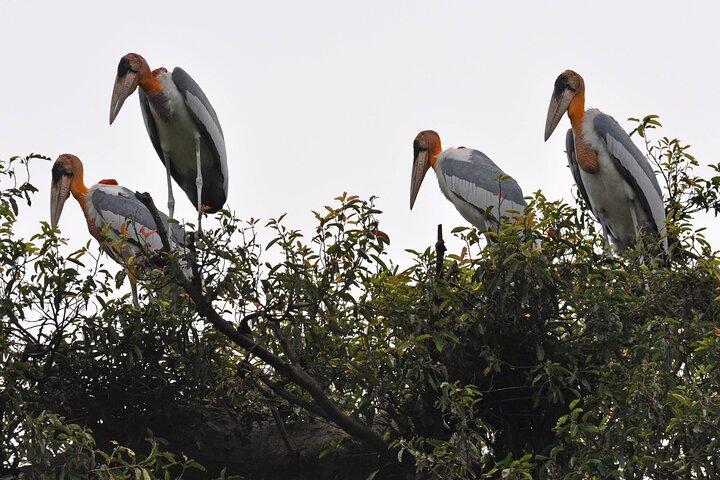 Prek Toal Bird Sanctuary Day Trip from Siem Reap