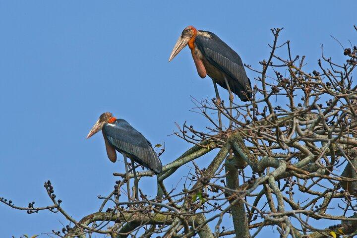 Prek Toal Bird Sanctuary Day Trip from Siem Reap