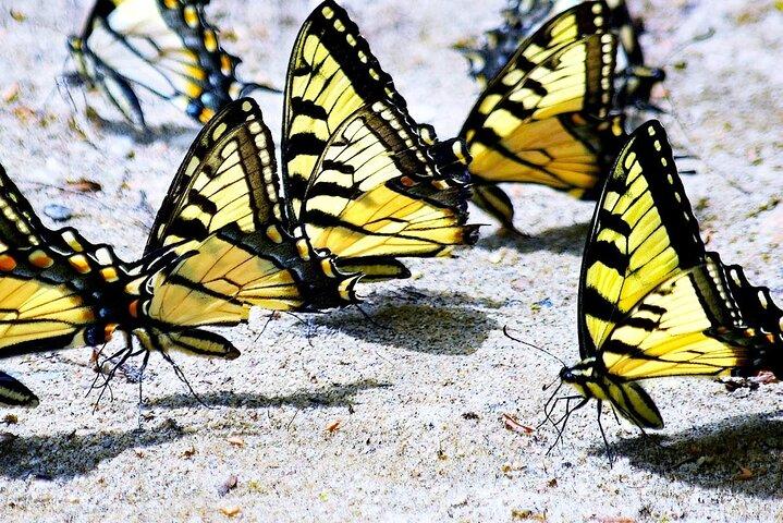 Dubai Butterfly Garden with One-Way Transfer from Dubai