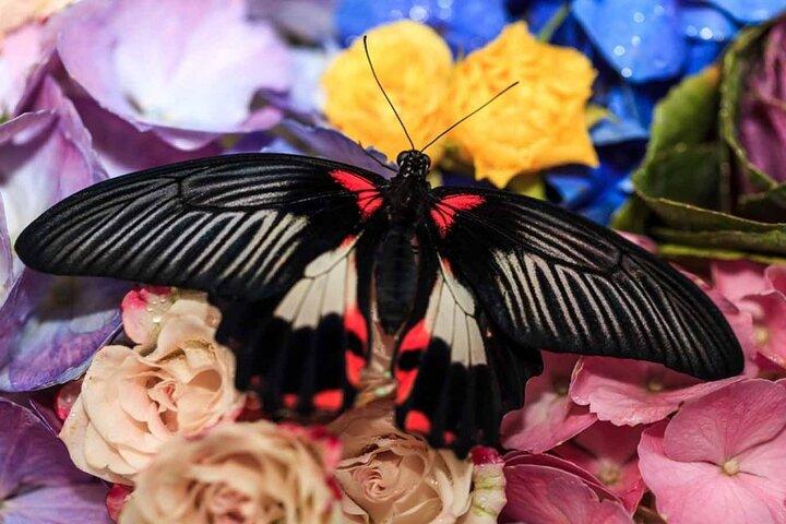 Dubai Butterfly Garden with One-Way Transfer from Dubai