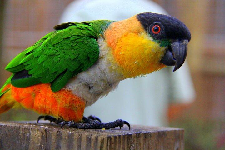 Wild Florida Adventure Package Tour with Hotel Pickup & Lunch