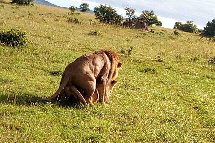 5 Days Safari to Lake Naivasha, Hells Gate N/P, Maasai Mara N/R.