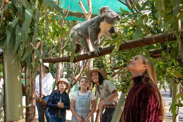 Currumbin Wildlife Sanctuary General Entry Ticket