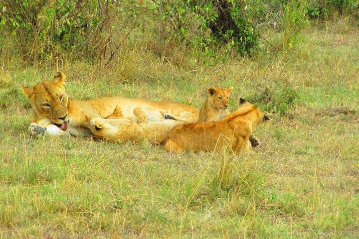 4 Days Safari to Lake Bogoria NR Lake Nakuru NP Naivasha, Hells gate NP-Midrange