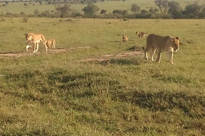 7 Days Safari to Maasai Mara , Serengeti and Ngorongoro Conservancy in Tanzania.