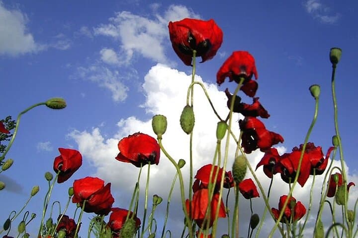 Private Gallipoli Full-Day Trip from Istanbul