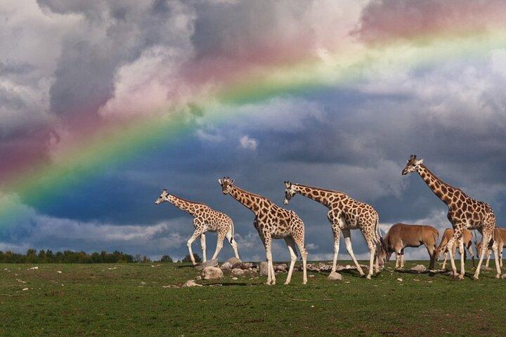5 Days Tanzania Big 5 Safaris