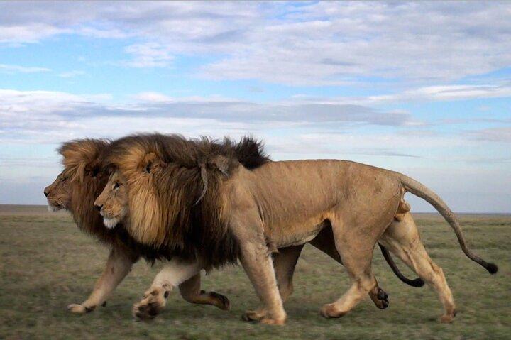 5 Days Tanzania Big 5 Safaris