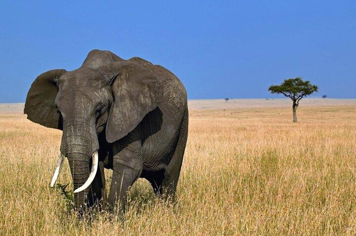 5 Days Tanzania Big 5 Safaris